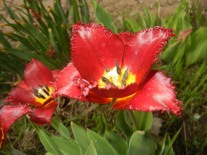 Tulipa Pacific Pearl (2016, April 10)