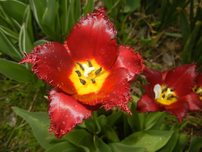 Tulipa Pacific Pearl (2016, April 10) - Tulipa Pacific Pearl