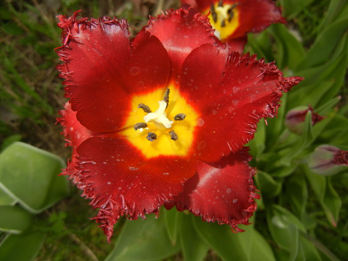 Tulipa Pacific Pearl (2016, April 10)