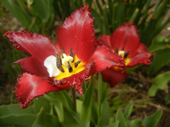 Tulipa Pacific Pearl (2016, April 10) - Tulipa Pacific Pearl