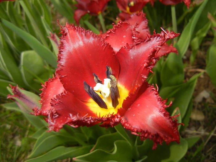 Tulipa Pacific Pearl (2016, April 10) - Tulipa Pacific Pearl