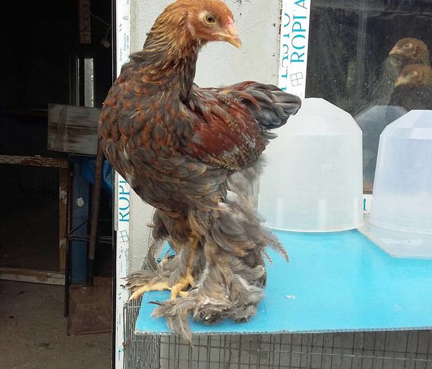 blue partridge - a__Pui si tineret brahma 2016