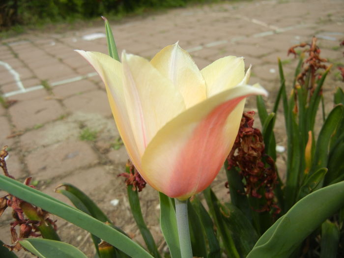 Tulipa Blushing Lady (2016, April 10) - Tulipa Blushing Lady