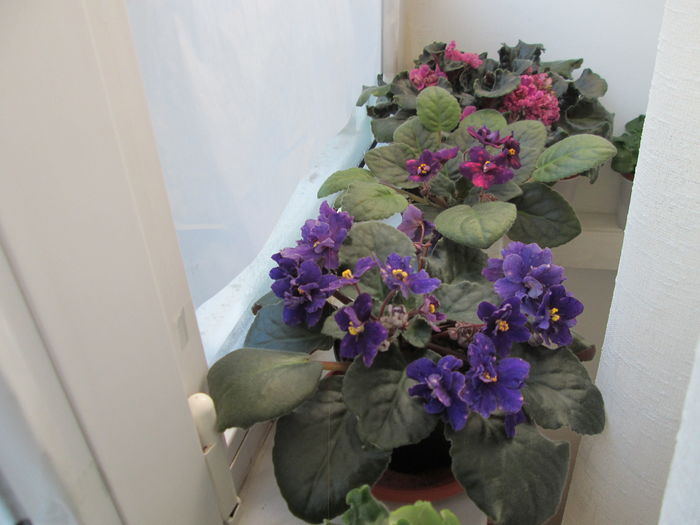 IMG_4914 - GRUP VIOLETE