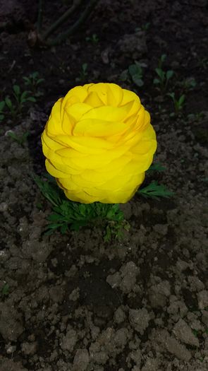 20160417_182747 - Primavara