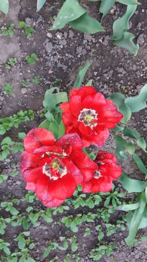 20160417_182928 - Primavara