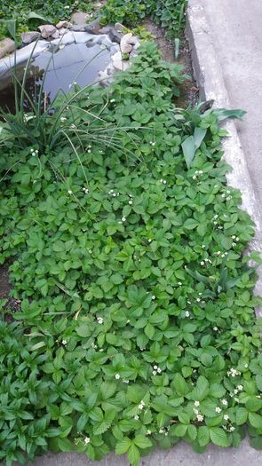 20160417_182955 - Primavara