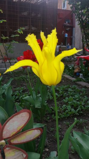 20160417_183557 - Primavara
