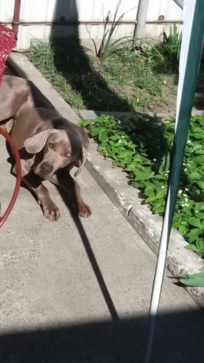 20160416_162048 - Brac Weimaraner