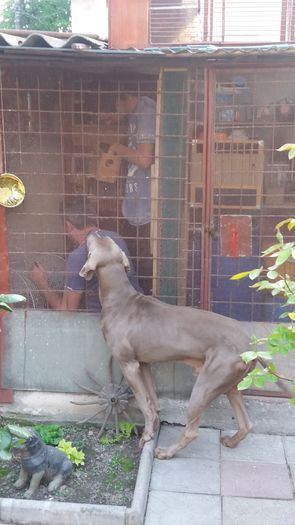 20160417_183912 - Brac Weimaraner