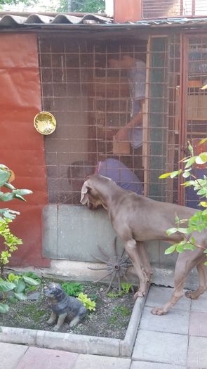 20160417_183923 - Brac Weimaraner