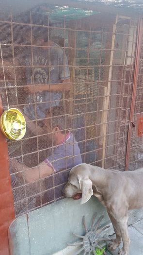 20160417_184045 - Brac Weimaraner