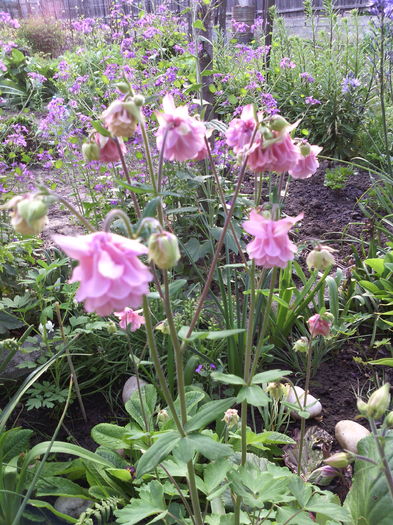 Caldaruse - 01-Flori din curtea mea 2016