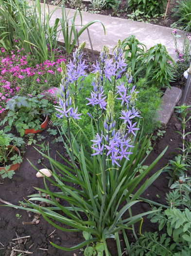 Camasia - 01-Flori din curtea mea 2016