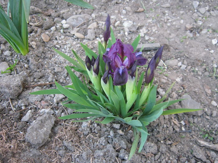 Irisi pitici mov - gradina 2016