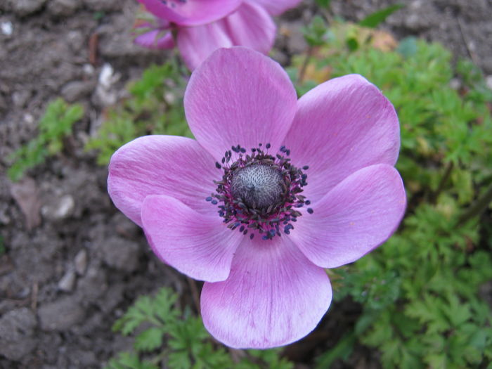 Anemone - gradina 2016