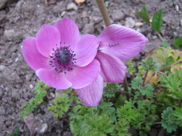 Anemone - gradina 2016