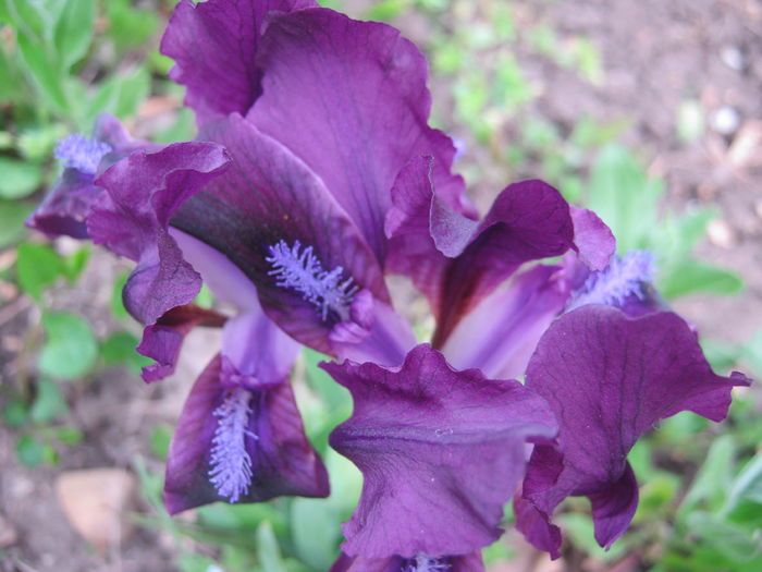 Irisi pitici