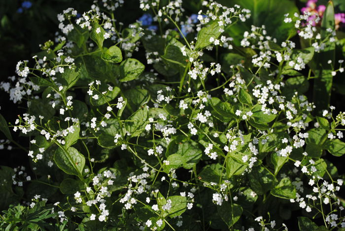 Brunnera mr morse