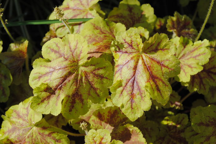 heucherella Solar Eclipse