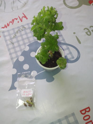 ghemulet si achimenisi bonus