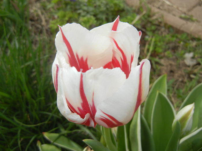 Tulipa Happy Generation (2016, April 10)