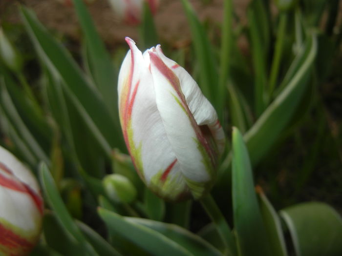 Tulipa Happy Generation (2016, April 10)