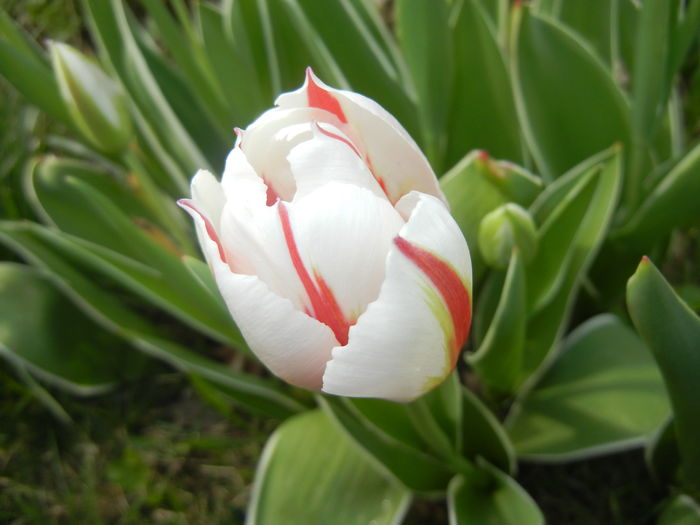 Tulipa Happy Generation (2016, April 10)