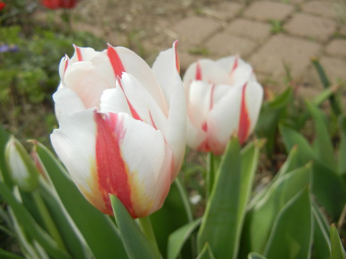 Tulipa Happy Generation (2016, April 10)