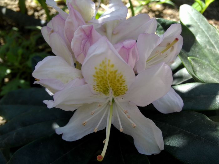 Rhododendron alb