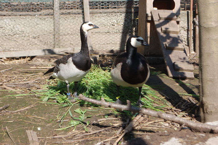 DSC_0513 - Gaste Calugarita - Branta leucopsis