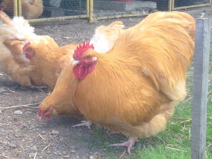 image - G ORPINGTON GALBEN