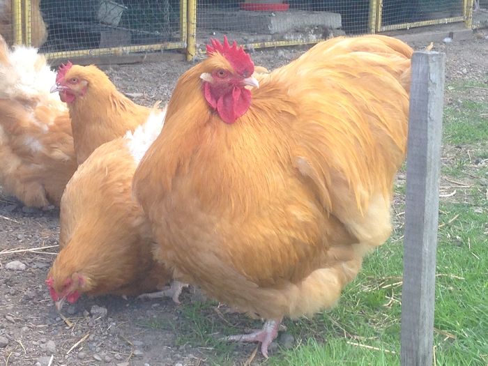 image - G ORPINGTON GALBEN