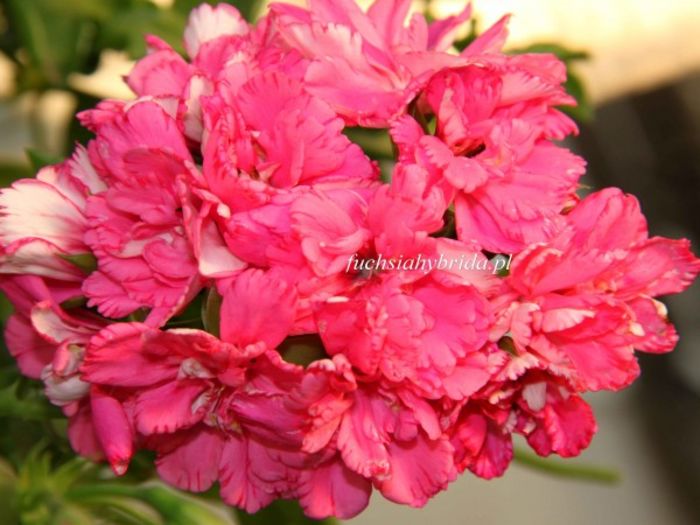 pelargonia_pink_carnation - muscate polonezi