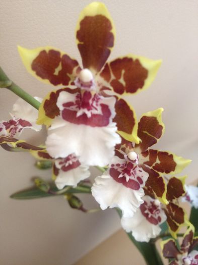 Colmanara Jungle Monarch - cambria