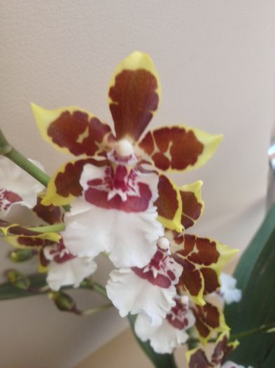 Colmanara Jungle Monarch - cambria