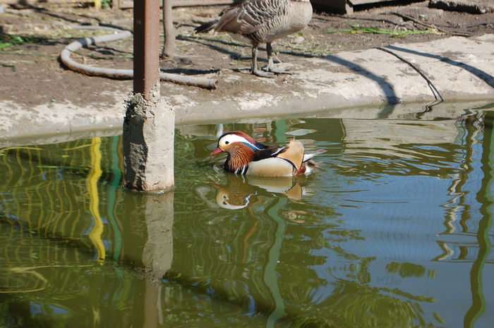 DSC_0488 - Rata Mandarin - Aix galericulata