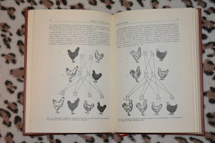 i - L2 - Literatura despre animale in general