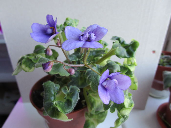 Ramblin Lassie (21-04-2016)