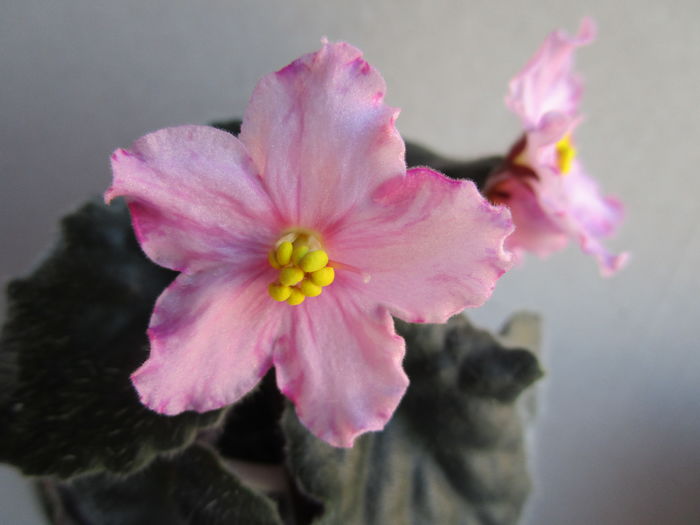 Suzy s Sunshine (21-04-2016)