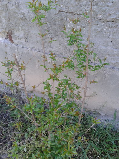 punica granatum fructifer - Gradina mea aprilie