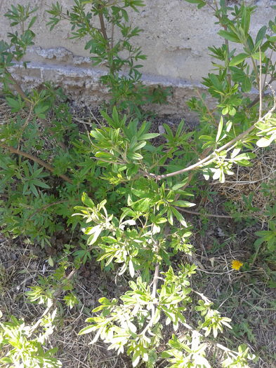 vitex agnus castus