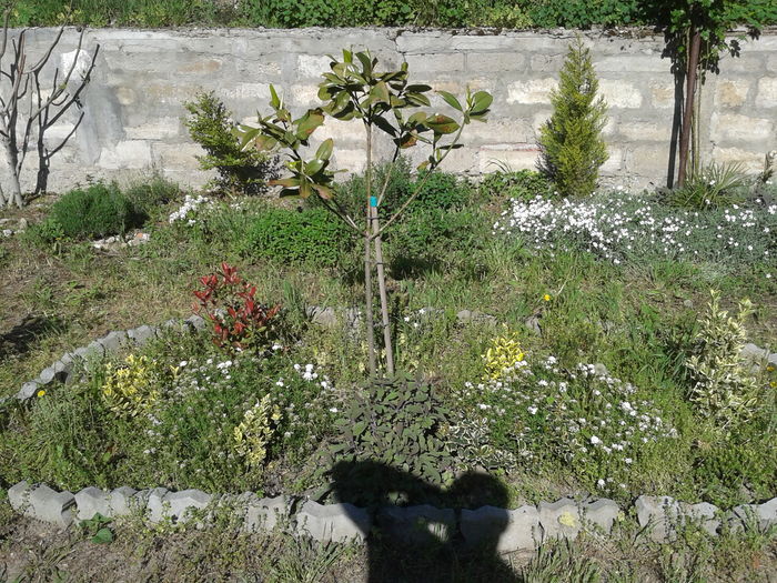 magnolia grandiflora edith bouge - Gradina mea aprilie