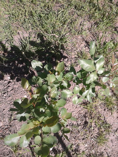 pistacia vera- fistic - Gradina mea aprilie