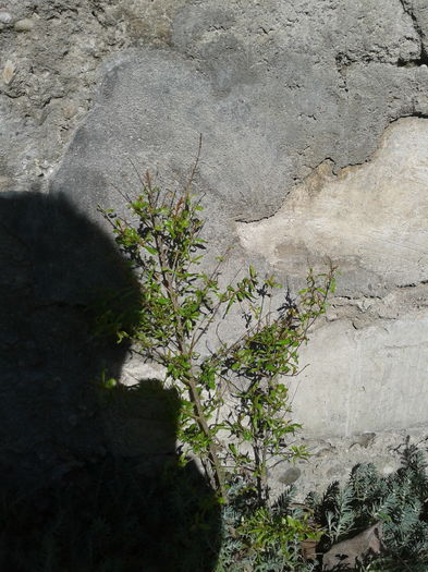 punica granatum nana
