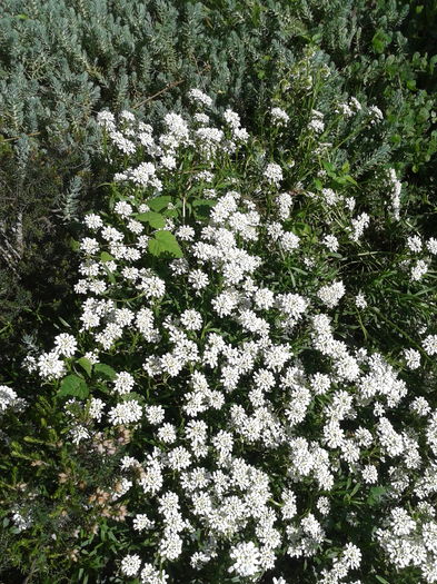 iberis sempervirens