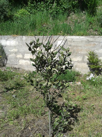 quercus ilex stejar vesnic verde