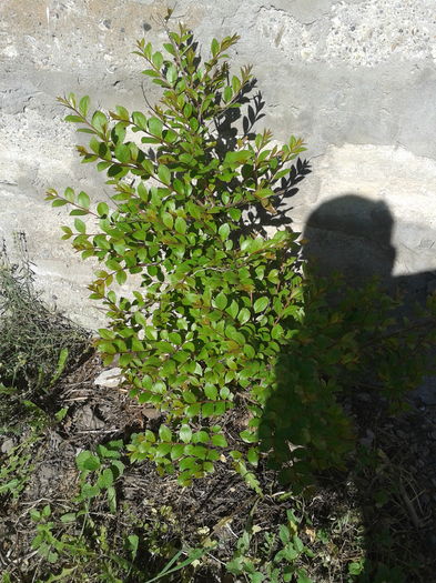 lagerstroemia indica acoma