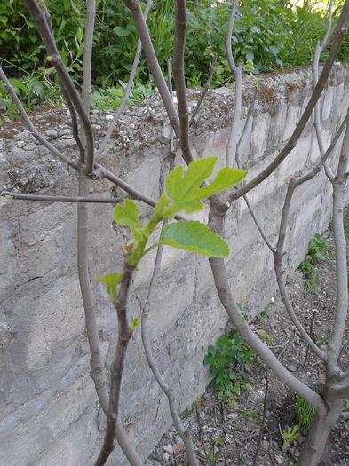 natura isi face treaba, chiar si dupa -18 grade