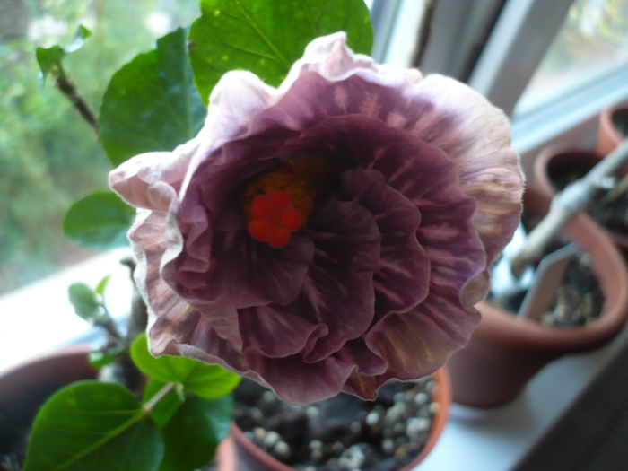 P1250882